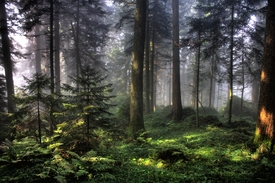 Mystischer Wald/9506356